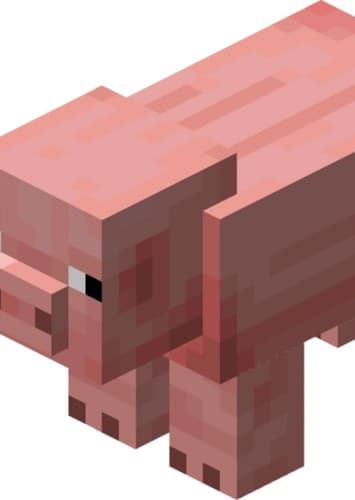Pig