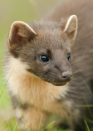 Pine Marten