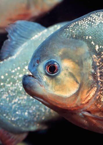 Piranha