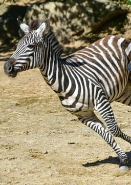 Plains zebra