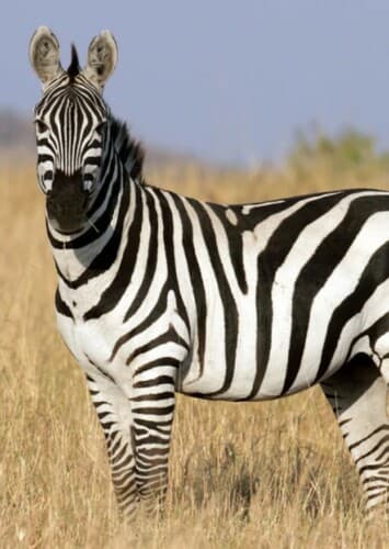 Plains Zebra