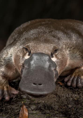 Platypus