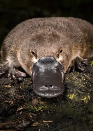 Platypus