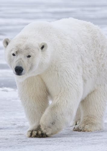 Polar Bear