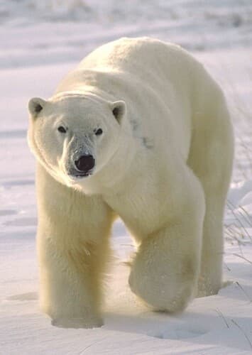 Polar Bear