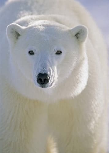 Polar Bear