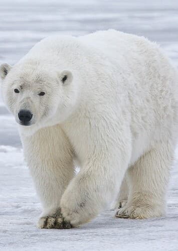 Polar Bear