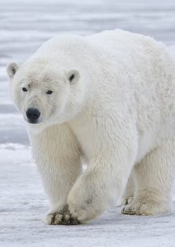 Polar Bear