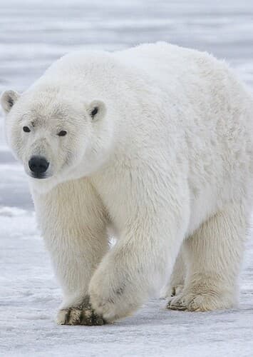 Polar Bear