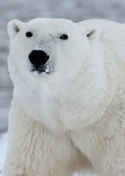 Polar Bear