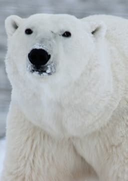 Polar Bear