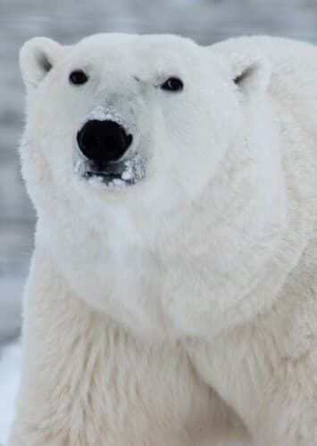 Polar Bear
