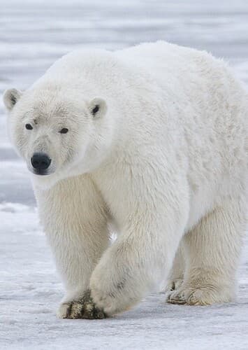 Polar Bear