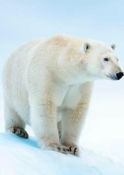 Polar Bear