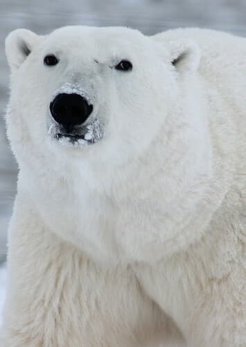 Polar Bear