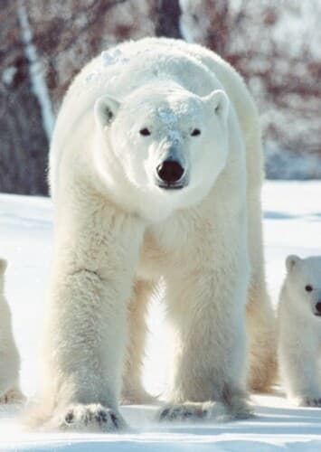 Polar Bear