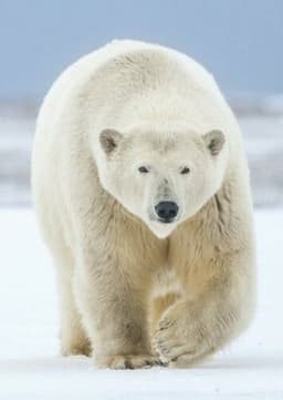 Polar Bear