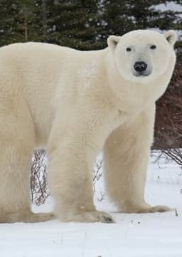 Polar Bear