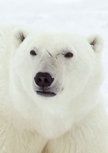 Polar bear