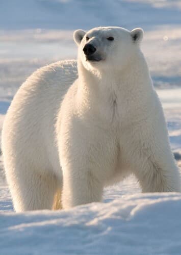 Polar bear