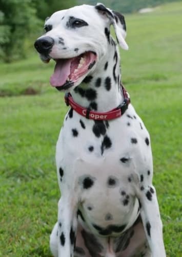 Pongo