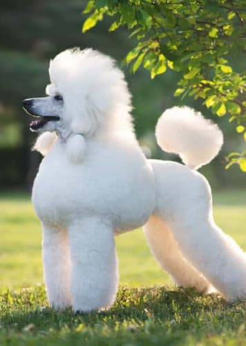 Poodle Dog