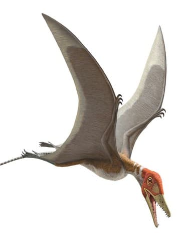 Preondactylus