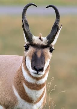 Pronghorn