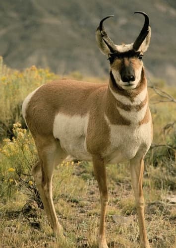 Pronghorn