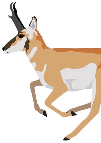 Pronghorn