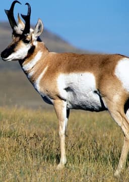 Pronghorn