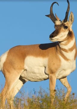 Pronghorn