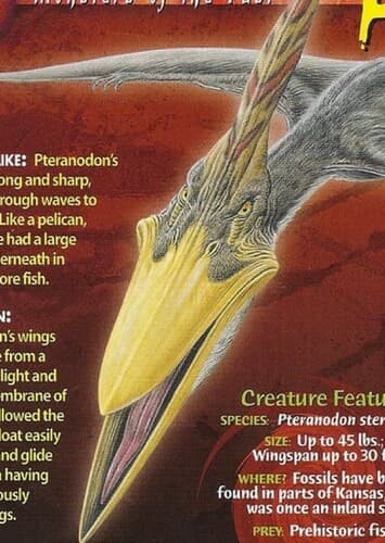 Pteranodon
