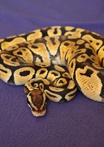 Python