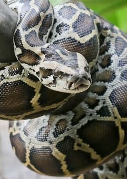Python