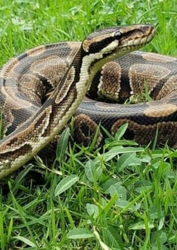 Python