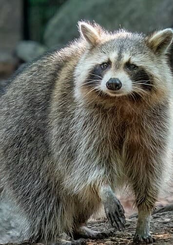 Raccoons