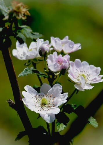Raspberry Blossoms