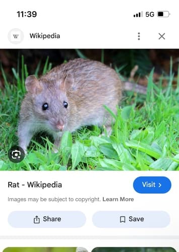 Rat