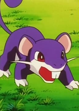 Rattata