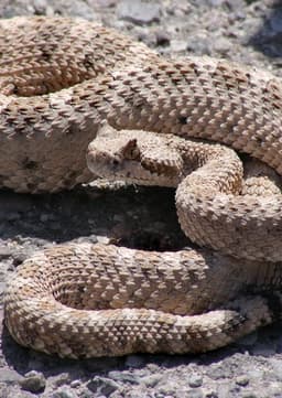 Rattlesnake