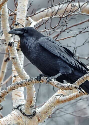 Raven