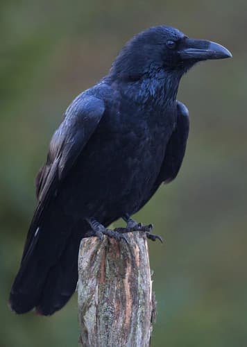 Raven