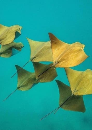 Ray Migrations