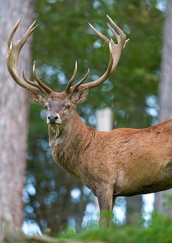 Red Deer