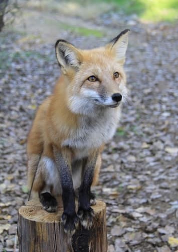 Red Fox