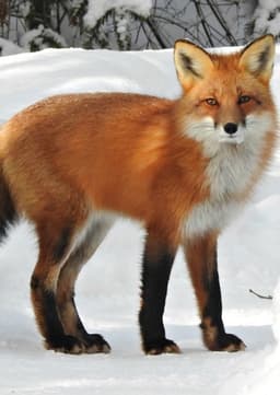 Red Fox