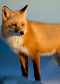 Red Fox