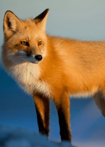 Red Fox
