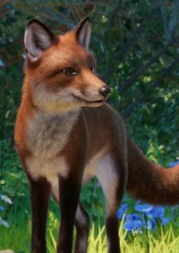 Red Fox